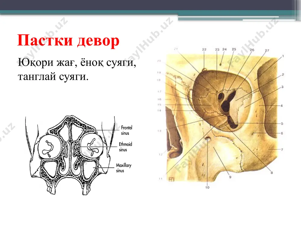kўz kасаллиklari kаfudrаsi - Page 5