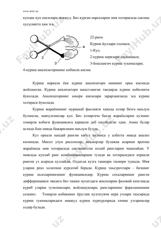 таъсири камаяди. бизнинг икки кузимиз (бинокуляр) курганда фазовий кенгликдаги жисмларнинг масофаси, уларннг хажмини яккол тулаконли курамиз. биз мухитга бир куз билан (монокуляр) караганимизда эса узи масофа ва хажмлари узгариши мумкин. чунки купинча хар иккала куз икки хил тузилишда яъни унинг тугма хусусиятлари турлича булади. шунингдек, бир куз жисмларни узок хамда кучрайтириб курсатиши ва иккинчиси эса уларни якинлаштириб, каттарок холатда гавдалантириши мумкин. иккала куз билан курганда ана шу холатни "урта" холга келтириб курсатади. куриш жараёни кундузи ва кеч пайти, коронгида хар хил кечади. биз рангларни куёш самонинг энг уртасига чикканда фарклаймиз. эрталаб ёки кечки шом пайти, албатта, масофа, ёругликнинг холати рангларни кабул килишда фаркланишига сабаб булади. аммо ута ёругликда хам кузнинг томирли кобиги кийин фарклайди. шунинг учун хам кузнинг диафрагмаси (камалакпарда) кискариб ёруглик окимини "саралаб" куйворади. натижада рангни тулаконли ёки узгариброк куриниши ёругликни ана шу "сараланиб" тушушига боглик булади. бизга ярим коронгиликдан бошлаб рангларни ажратиш кийинлаша боради. мисол учун кизил коронгиликнинг …
