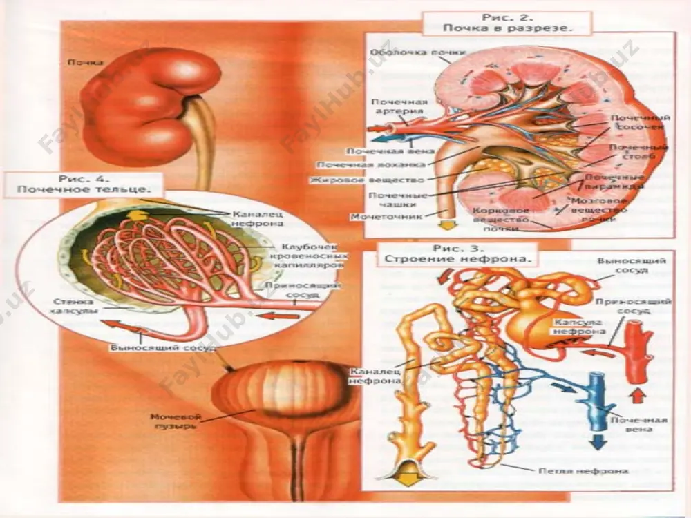 ml\min.ga pasayganda boshlanadi. kanalchalarning vodorod ionlarining va organik kislotalarning sekresiyasi turg'un pasayishi hamda bikarbonatlar rebsorbsiyasi pasayishi, metabolik asidoz rivojlanishiga olib keladi. fosfor – kalsiy almashinuvining buzilishi. koptokchalar filtrasiyasi 30 ml\min. ga pasayganda namoyon bo'ladi. 1.qonda kalsiy miqdorining pasayishi d- vitaminining aktiv derivatlari ishlab chiqarilishi va ichakda kalsiy so'rilishi kamayishi tufayli sodir bo'ladi. kalsiy miqdorining kamligi qaqalqonsimon bez oldi bezi funksiyasini kuchaytirib, paratgormon ishlab chiqarilishini kuchaytiradi bu esa buyrak osteodistrofiyasiga olib keladi. fosfor – kalsiy almashinuvining buzilishi (davomi) 2. fosforning qondagi miqdori oshadi. oqsil almashinuvining buzilishi natijasida almashtirib bo'lmaydigan aminokislotalar miqdori kamayadi. qondagi immunoreaktiv insoulinning pasayishi natijasida gyukoza almashinuvining buzilishi va spontan gipoglikemiya kelib chiqishi mumkin. ikkilamchi giperparatireoz periferik nefropatiya, ensefalopatiya, oshqozon va ichaklarning eroziv – yarali kabi o'zgarishlarda namoyon bo'ladi. klinikasi oqsil uglevod va yog'lar metabolizmi. buyraklar kanalchalarining proksikamal qismi zararlanishi peptidlar metobolizimiga sabab bo'lib, almashtirib bo'lmaydigan aminokislotalar etishmovchiligi yuzaga keladi. kf. ning 80 – 60 ml\min. gacha pasayishi immunoreaktiv …
