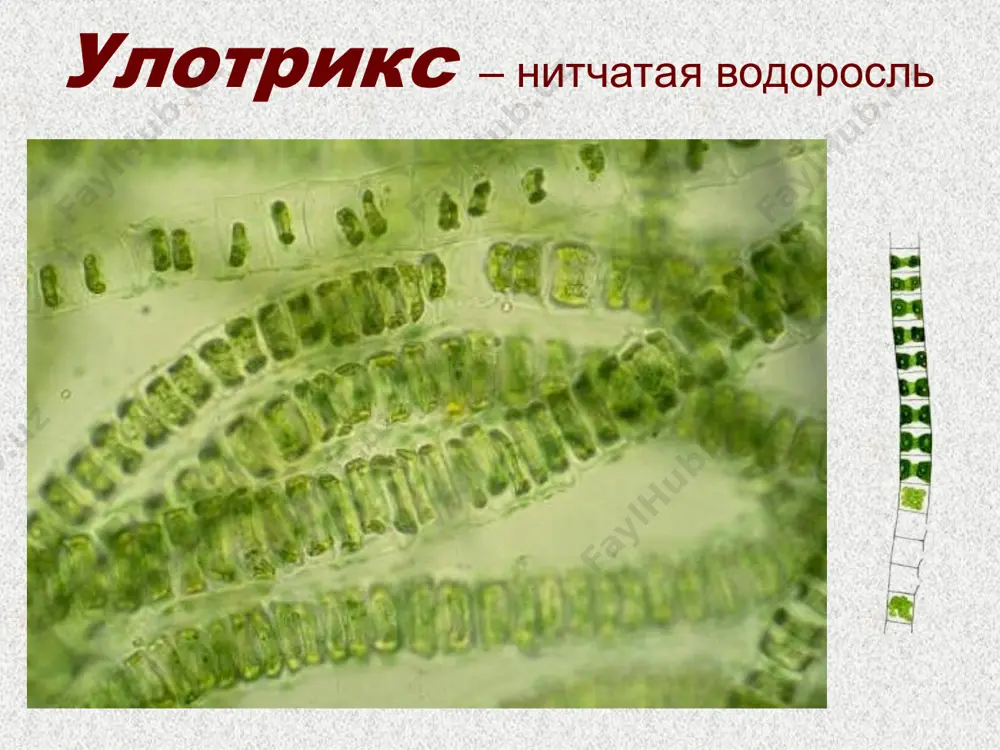 водоросли - Page 5