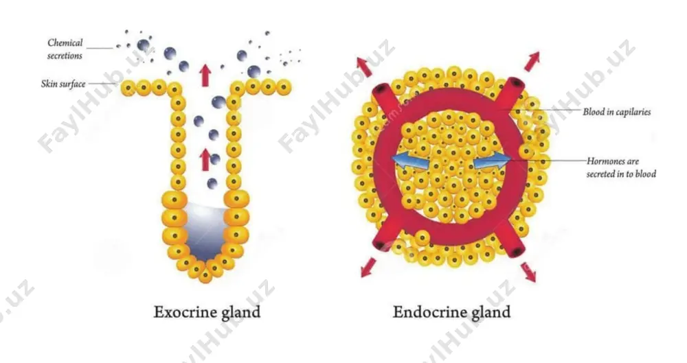 gistologiya va endokrin sistemasining asosiy mavzulari - Page 5