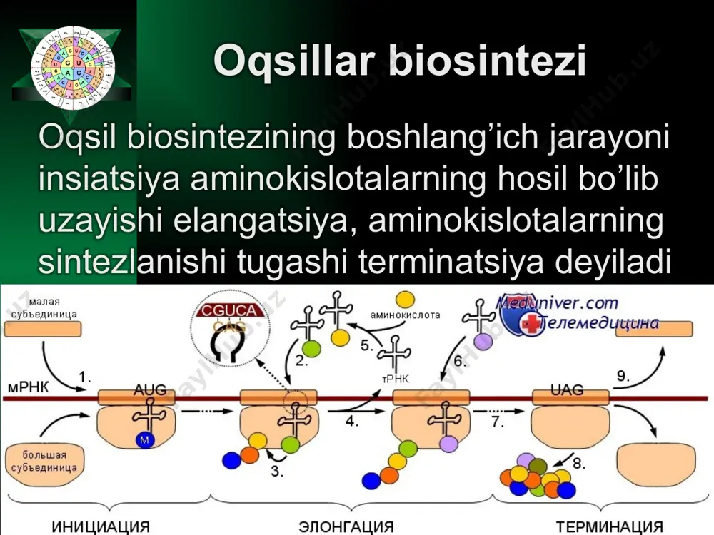 plastik almashinuv. oqsillar biosintezi. genetik kod. - Page 5