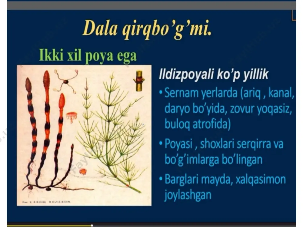 qirqquloqlar bo'limi - Page 2