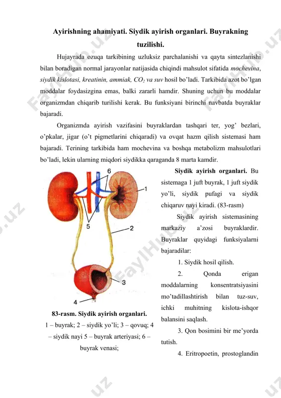 tazini boshqarishda ishtirok etish. buyraklarning tuzilishi. buyraklar juft a’zo bo’lib, qorin bo’shlig’ining orqa devorida, umurtqa pog’onasining ikki yonida i-ii bel umurtqalarining chegarasida joylashgan. buyraklarning shakli loviyasimon bo’lib, uning botiq tomonini buyrak darvozasi deyiladi (84-rasm). darvozaga buyrak arteriyasi kiradi va vena, limfa tomirlari va siydik yo’llari chiqadi. buyrak uzunasiga kesib ko’rilganda, unda po’stloq va mag’iz qismlarini farq qilish mumkin. po’stloq va mag’iz chegarasi tekis bo’lmay, po’stloq modda, mag’iz moddaga ustunchalar shaklida, mag’iz modda esa po’stloq moddaga nurlar shaklida kirib turadi. mag’iz modda 8-18 ta piramidasimon tuzilmalardan iborat. piramidalarning asosi po’st moddaga tegib turadi, uchi esa buyrak jomi tomon yo’nalgan bo’ladi. 84-rasm. buyrakning tuzilishi. 1 – vena; 2 – arteriya; 3 – nerv; 4 – buyrak jomi; 5 – kapsula; 6 – buyrak kosachalari; 7 – po’st modda; 8 – mag’iz modda; 9 – siydik yo’li. buyraklarning struktur funksional birligi nefron hisoblanadi. har bir buyrakda 1 mln dan – ikkala buyrakda 2 …