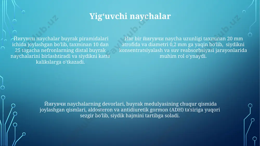 adi, bu esa to'qimalarning kislorod bilan ta'minlanishini va infektsiyalardan himoya qilishni ta'minlaydi. buyrak etishmovchiligi buyrak etishmovchiligining 3-4-darajali shakllari o'zbekistonda yiliga 10 000 dan ortiq odamda uchraydi, bu esa dializ va transplantatsiya kabi qimmatga tushadigan davolash usullariga ehtiyojni oshiradi. buyrak etishmovchiligining asosiy sababi bo'lgan diabet va gipertenziya kasalliklari 50 yoshdan oshgan ayollarda 2 barobar ko'proq uchraydi, bu esa profilaktika choralarini kuchaytirishga ehtiyoj mavjudligini bildiradi. buyrak etishmovchiligi bilan kasallangan bemorlarning 70% dan ko'prog'i samarqand va toshkent shaharlarida yashaydi, bu esa bu hududlarda nefrologiya xizmatlarini yaxshilash zarurligini ko'rsatadi. kislota-ishqor muvozanatini tartibga solish buyraklar ortiqcha kislotalarni siydik orqali chiqarish orqali, masalan, ammiak (nh3) va kislotali fosfatlarni siydikka ajratish orqali, qonning ph darajasini 7,4 atrofida saqlab turadi, bu esa organizmning normal faoliyati uchun juda muhimdir. buyraklarning kislota-ishqor muvozanatini tartibga solishdagi asosiy mexanizmlaridan biri – karbonat angidraz fermentining ishtiroki bilan bikarbonatning (hco3-) reabsorbsiyasi bo'lib, bu jarayon asosan proksimal buyrak naychalarida amalga oshiriladi. buyraklarning kislota-ishqor muvozanatini tartibga …