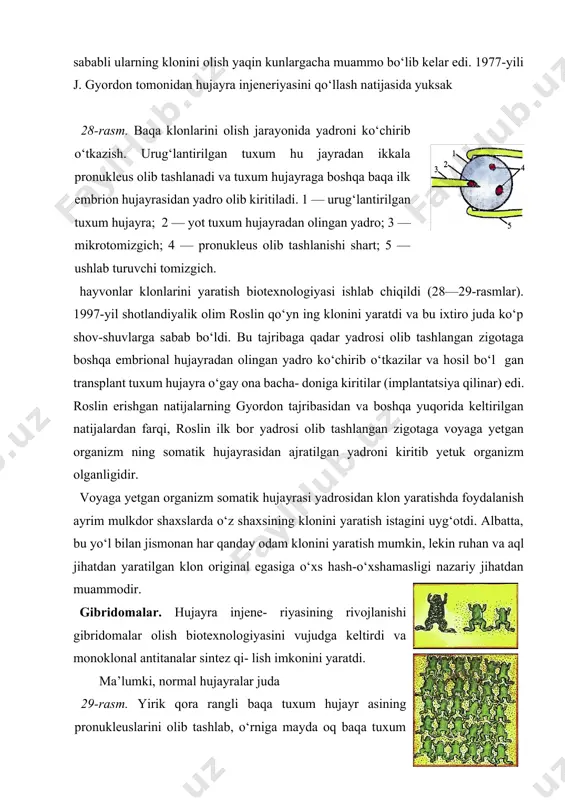 onini olish yaqin kunlargacha muammo bo‘lib kelar edi. 1977-yili j. gyordon tomonidan hujayra injeneriyasini qo‘llash natijasida yuksak 28-rasm. baqa klonlarini olish jarayonida yadroni ko‘chirib o‘tkazish. urug‘lantirilgan tuxum hu jayradan ikkala pronukleus olib tashlanadi va tuxum hujayraga boshqa baqa ilk embrion hujayrasidan yadro olib kiritiladi. 1 — urug‘lantirilgan tuxum hujayra; 2 — yot tuxum hujayradan olingan yadro; 3 — mikrotomizgich; 4 — pronukleus olib tashlanishi shart; 5 — ushlab turuvchi tomizgich. hayvonlar klonlarini yaratish biotexnologiyasi ishlab chiqildi (28—29-rasmlar). 1997-yil shotlandiyalik olim roslin qo‘yn ing klonini yaratdi va bu ixtiro juda ko‘p shov-shuvlarga sabab bo‘ldi. bu tajribaga qadar yadrosi olib tashlangan zigotaga boshqa embrional hujayradan olingan yadro ko‘chirib o‘tkazilar va hosil bo‘l gan transplant tuxum hujayra o‘gay ona bacha- doniga kiritilar (implantatsiya qilinar) edi. roslin erishgan natijalarning gyordon tajribasidan va boshqa yuqorida keltirilgan natijalardan farqi, roslin ilk bor yadrosi olib tashlangan zigotaga voyaga yetgan organizm ning somatik hujayrasidan ajratilgan yadroni kiritib yetuk …