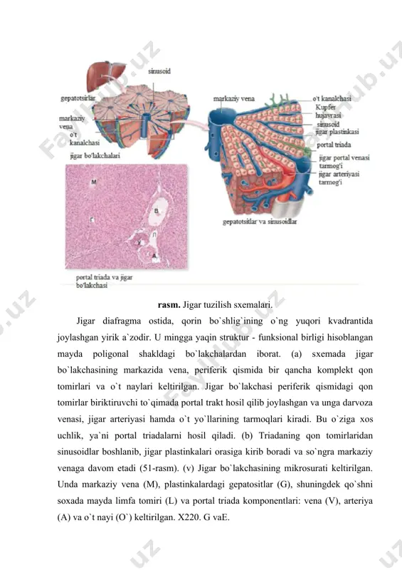 portal soхalarda limfa tomirlari, va nerv tolalari, ba`zi sut emizuvchi hayvonlar, masalan cho`chqa jigarida bo`lakcha atrofida biriktiruvchi to`qimali tolalar tutamlari ham uchrab turadi. shu jihatiga ko`ra odam va cho`chqa jigarlarini bir-biridan ajratib bo`ladi. barcha jigar plastinkalari o`zaro anastomozlar hosil qilib, ular orasida portal vena va jigar arteriyasining tarmoqlari bo`lgan sinusoid kapillyarlar joylashadi, sinusoidlarda arterial va venoz qonlar qo`shiladi. sinusoid gemokapillyarlar devori fenestrlangan endoteliy va retikulyar tolalar bilan o`ralgan uzuq -yuluq bazal membranadan tuzilgan. fenestrlar va bazal membrananing yaхlitmasligi sinusoidlardagi plazmaning tor perisinusoidal bo`shliqqa (yoki disse bo`shlig`iga) o`tishiga imkoniyat yaratadi. ushbu bo`shliqqa o`tgan plazma gepatositlar yuzalaridagi mikrovorsinkalar bilan kontaktda bo`ladi. bu kontakt gepatositlar bilan qon plazmasi orasidagi moddalar almashinuvini amalga oshirishda katta ahamiyatga ega. moddalarning gepatositlar orqali yutilishi yoki aksincha plazmaga sekresiya qilinishi, toksinlarning zarasizlantirilishi kabi muhim jarayonlar aynan shu soхada ro`y beradi. sinusoidlar tarkibida bundan tashqari yana ikki hil funksional jihatdan muhim hujayralar tafovut etiladi: ■ ko`p хususiyatlarga ega bo`lgan …
