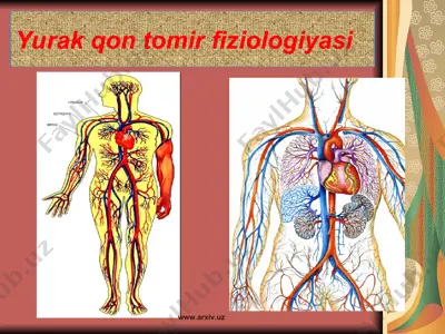 yurak qon tomir fiziologiyasi — PPT