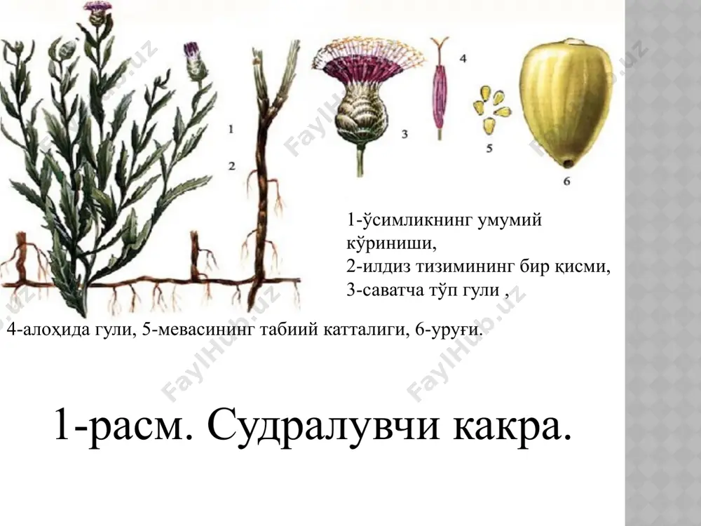 флосланган пичан билан боқилганда, унинг уруғи гўнг таркибига ўтади. чорва хайвонларининг ошқозон-ичак трактидан ўтар экан, бутун уруғлар ўзининг хаётчанлигини йўқотмайди. фақатгина 3-4 ой мобайнида тўғри кампостлангандагина, яьни уруғ таркибидаги асосий озуқа компонентлари тўлиқ чириб кетганда, судралувчи какра уруғлари ўзининг унувчанлигини бутунлай йўқотади. судралувчи какра билан ифлосланган ем-хашакларни таёрлашга ҳам алоҳида эьтибор қаратиш талаб этилади. дон чиқиндиларини чорва молларига фақат майдаланган ёки буғлатилган холдагина бериш лозим. ишлов берилмайдиган ерлардаги судралувчи какра ўчоқларини гуллашга йўл қўймаган ҳолда мунтазам ўриб туриш тавсия этилади, бу эса ўсимлик саватчаларининг эриган қор ва ёмғир сувлари билан тоза майдонларга тарқалиб кетишини олдини олади. қишлоқ хўжалик экинлари ҳосилини йиғиб олишдан аввал судралувчи какранинг кичик ўчоқларини 1-2 м зарарланмаган полоса билан биргаликда алоҳида ўриб олиш тавсия этилади. ўрилган масса даладан олиб чиқилади, қуритилади ва ёқиб юборилади. бу тадбир асосий дон массасига судралувчи какра уруғларининг тушиб қолишини бартараф этади. кураш чоралар. ҳозирги кунда “ўзбекистон республикасида қишлоқ хўжалигида қўллаш учун рухсат …