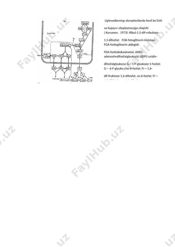 o‘simliklarda moddalar transporti - Page 5