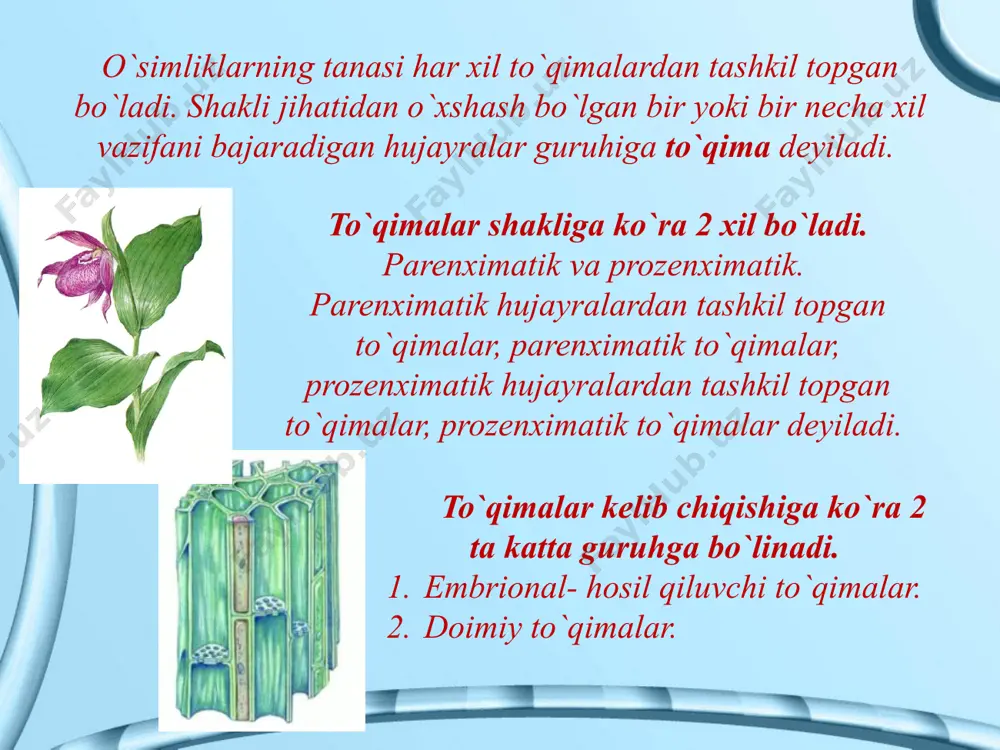 da keyinchalik o`tkazuvchi va maxanik funksiyani bajaruvchi ikkita doimiy to`qima, birlamchi yog`ochlik, ya`ni ksilema va birlamchi lub, ya`ni floema hosil bo`ladi. prokambiy to`qimasi asosan bir pallali o`simliklarda uchraydi. birlamchi yog`ochlik va birlamchi lubni hosil qilgandan keyin bir pallali o`simliklarda o`zi yo`q bo`lib kyetadi. ikki pallali o`simliklarda esa yoshlik vaqtida bo`ladi. birlamchi yog`ochlikni va birlamchi lubni hosil qilib o`zi yo`qola boradi. yo`qolib borayotgan bir qism prokambiy hujayralarini qayta bo`linib ko`payishidan kambiy to`qimasi vujudga keladi. кambiy to`qimasi hosil qilishda davom yetadi va chetga tomon ikkilamchi lub, markazga tomon ikkilamchi yog`ochlik qatlanaveradi. natijada ikki pallali o`simliklarni o`q organlari o`sib, yo`g`onlashaveradi. hosil qiluvchi to`qimalar o`simliklar hayotida muhim rol o`ynaydi, chunki ularning ishtirokisiz o`simliklar o`smaydi va yangi organlar hosil qilmaydi. hosil qiluvchi to`qimalar o`simliklarda joylashgan o`rniga ko`ra 4 xil bo`ladi. 1). tepa- apikal meristema 2). interkalyar meristema 3).yon meristema 4). yara meristemalari yillik xalqalar kambiy to`qimasining faoliyati tufayli, vujudga keladi. alohida qoplovchi to`qima- po`kak hosil …