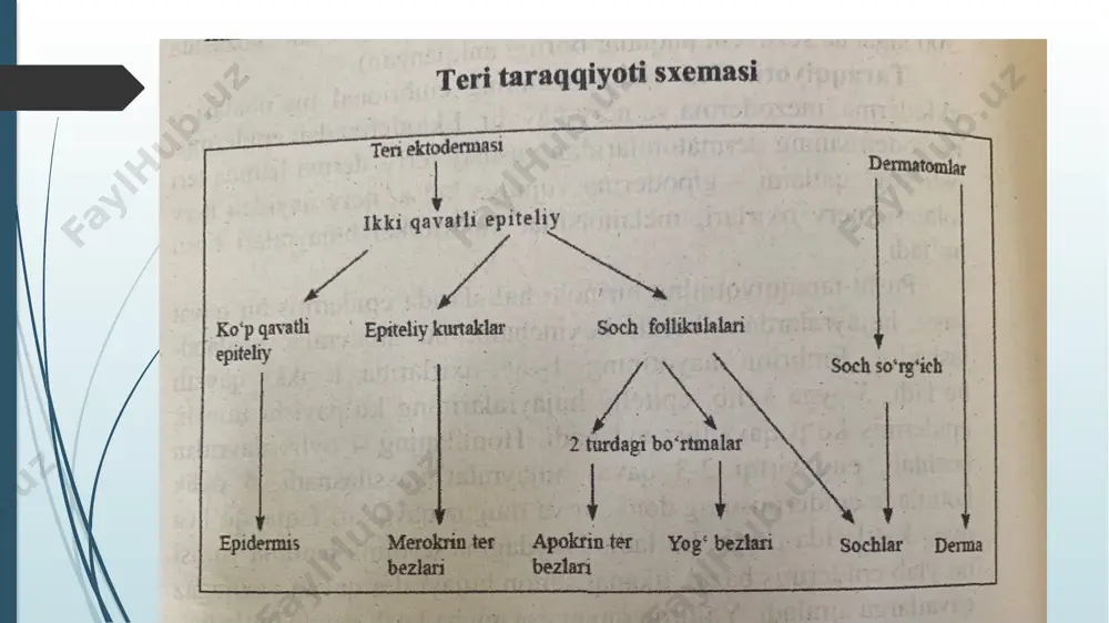 teri va uning hosilalari - Page 5