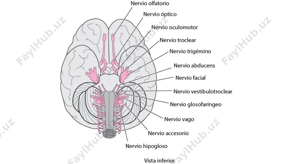 g dahliz qismi nerv hujayralari ichki eshituv yo‘li tubidagi dahliz tugunida (ganglion vestibularae) joylashgan. ulaming periferik o'simtalari ichki quloqning parda labirintida retseptorlar hosil qilib tugaydi. markaziy o‘simtalari esa rombsimon chuqurchada joylashgan vestibulyar o'zaklarga boradi ix. nervus glossopharyngeus﻿ ix juft, til-yutqun nervi (n. glossopharyngeus) aralash nerv. uning tarkibida sezuvchi, harakatlantiruvchi va parasimpatik tolalar bor. til-yutqin nervining sezuvchi tolalari yakka tutam o'zagida (nucleus solitarius) tugasa, harakatlantiruvchi tolalari ikki yoqlama o'zakdan (nucleus ambigiuus), parasimpatik tolalar esa pastki so'lak ajratuvchi o'zakdan (nucleus salivatorius inferior) boshlanadi. til-yutqin nervi o'zaklari uzunchoq miya sohasida joylashgan bo'lib, nerv miya asosida olivaning orqasidan chiqadi. kalla bo'shlig'idan til-yutqin nervi bo'yinturuq teshigi orqali tashqariga chiqadi. x. nervus vagus﻿ x juft, adashgan nerv (n.vagus) aralash nerv. bu nerv bosh miya nervlari ichida eng uzuni bo'lib, uning tolalari odam organizmining ko'p sohasiga tarqalgan. nerv tarkibidagi harakatlantiruvchi tolalar ikki yoqlama o'zak (nucleus ambiguus), vegetativ tolalar uning orqa o'zagi (nucleus dorsalis nervi vagi) hujayralari aksonlaridan …