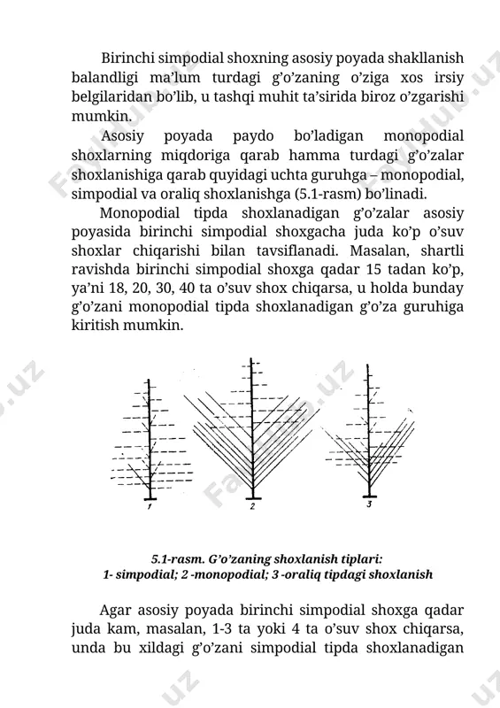 dial tipda shoxlanadigan g’o’za guruhiga kiritish mumkin. 5.1-rasm. g’o’zaning shoxlanish tiplari: 1- simpodial; 2 -monopodial; 3 -oraliq tipdagi shoxlanish agar asosiy poyada birinchi simpodial shoxga qadar juda kam, masalan, 1-3 ta yoki 4 ta o’suv shox chiqarsa, unda bu xildagi g’o’zani simpodial tipda shoxlanadigan g’o’zalar guruhiga kiritiladi. g’o’zaning navi va o’sish sharoitiga qarab, monopodial shoxlar uchramasligi ham mumkin. oraliq tipda shoxlanadigan g’o’zalar esa asosiy poyada birinchi simpodial shoxgacha monopodial tipda shoxlanadigan g’o’zalarga qaraganda kam, ya’ni 7, 8, 10, 12 tagacha monopodial shox chiqaradi. lekin oraliq tipdagi shoxlanish yo simpodial yoki monopodial tip g’o’zalarga yaqinlashishi mumkin. ekilayotgan madaniy g’o’zalar ko’proq simpodial shoxlanishli tipga mansub. daraxtsimon va butasimon g’o’zalar asosan monopodial shoxlanish tipiga ega. ekiladigan madaniy g’o’za tupi shoxlanishiga qarab uch zonaga bo’linadi: 1) shoxsiz zona; 2) monopodial shoxlar zonasi; 3) simpodial shoxlar zonasi. 3. amaliy topshiriqlar: · talaba mashg’ulot matnini o’qib chiqishi va shoxlarning asosiy farqlarini, shuningdek monopodial, simpodial va oraliq …