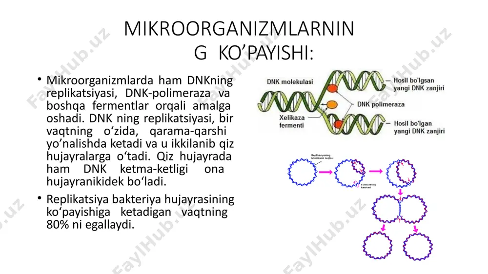 ib ketadi. fermentlar nobud bo‘lgan hujayralarni eritib yuboradi. mikroorganizmlarning ko’payish fazalari: mikroorganizmning ozuqa muhitiga tushgandan boshlab, 1-2 soat davom etadi. bu fazada hujayra soni ortmaydi. bu fazada bakteriyalar intensiv o‘sadi, ammo ularning bo‘linishi juda kam bo‘ladi. bu ikki fazani bakteriya populyatsiyasi rivojlanishining muhitga moslashuv fazasi desa bo‘ladi. ko‘payish katta tezlikda ketadi, hujayralar soni geometrik progressiya bo‘yicha ortadi. hujayralar kamroq faol bo‘ladi, generatsiya vaqti cho‘ziladi, chunki ozuqa kamayadi, zaharli moddalar hosil bo‘ladi, natijada ko‘payish susayadi, ba’zi hujayralar o‘ladi ham. hosil bo‘ladigan hujayralar soni o‘ladiganlari soni bilan tenglashadi. shuning uchun tirik hujayralar soni ma’lum vaqt davomida bir xil darajada turadi. tirik va o‘lgan hujayralar soni sekin-asta ko‘payadi. bu faza yana boshqacha "maksimal statsionar" faza deb ham ataladi, chunki hujayralar soni maksimumga yetadi. o‘lgan hujayralar soni ko‘payadi o‘lish doimiy tezlikda davom etadi. hujayralarning o’lishi asta-sekin kamayadi. mikroorganizmlarning ko’payish fazalari: bundan tashqari, bakteriyalarni ko‘paytirishning ozuqa muhitini doimiy yangilab turib ko‘paytirish usuli ham bor. bu …