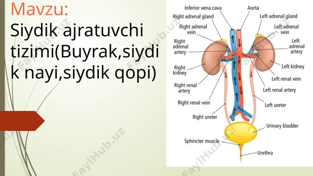 yi, buyrak jomchasi, kosachalari hamda y i g’ u v n a y l a-r i n i hosil qiladi. nefron nefrogen to’qimadan hosil bo’ladi. yig’uv nayining berk uchi o’sib, nefrogen hujayralar-ning bir qator o’zgarishlari natijasida nefron hosil bo’ladi. bu o’zgarishlar nefrogen pufakcha va s-simon tanacha bosqichla-rini o’taydi. s-simon tanacha bosqichida u yig’uv nayining berk uchi bilan birikadi. ssimon tanachaning proksimal uchi esa shumlyanskiy - boumen kapsulasiga aylanadi. bu tanachalarning qolgan qismlaridan nefronning boshqa barcha bo’limlari rivoj-lanadi. buyrakni uzunasiga kesib ko’rilganda unda oddiy ko’z bilan ikki zonani - po’stloq va mag’iz modda-larni ko’rish mumkin po’stloq zona o’zining to’q qizg’ish rangi va donadorligi bilan ajralib turadi. mag’iz zona och bo’yalib, bo’lakchalar 8-12 piramidalarga ajralgan bo’-ladi. po’stloq va mag’iz modda chegarasi tekis bo’lmay, balki po’st-loq modda mag’iz moddaga ustunchalar shaklida (bertnni ustun-chalari), mag’iz modda esa po’stloq moddaga mag’iz nurlari (fer-reyn nurlari) shaklida botib kiradi nefron- buyrakning struktur funktcional birligi. nef-ron va siydik …