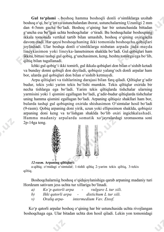 ik o‘simlik hisoblanib, kuzgi ham bahorgi shakllarga ega, juda yirik don hosil qilib, birinchi guruh donli o‘simliklarga kiradi. maysasi to‘liq yashil, tupi tik turuvchi. poyasi poxol ichi g‘ovak, uning balandligi 70 sm dan 90 sm gacha bo‘ladi. bargining uzunligi va eni har xil bo‘lib, to‘qyashil rangda bo‘ladi. barg qini va shapalog‘i tuksiz. barg tilchasi kalta, quloqchalarli esa yaxshi rivojlangan, enli va uzun, oxiri bir biriga kirib turadi. gul to‘plami - boshoq hamma boshoqli donli o‘simliklarga uxshab boshoq o‘qi, bo‘g‘im va ustunchalardan iborat, ustunchalarning uzunligi 2 mm dan 4-5mm gacha bo‘ladi. boshoq o‘qining har bir ustunchasida bittadan g‘uncha esa bo‘lgan uchta boshoqchalar o‘tiradi. bu boshoqchalar boshoqning ikkala tomonida vertikal tartib bilan urnashib, boshoq o‘qining oxirigacha davom etadi. har qaysi boshoqchaning ikki tomonida boshoqcha qobiqlari joylashadi. ular boshqa donli o‘simliklarga nisbatan arpada juda mayda lineykasimon yoki lineyka-lansetsimon shaklda bo‘ladi. gul qobiqlari ham ikkita, bittasi tashqi gul qobiq, g‘unchasimon, keng, beshta tomirga ega …