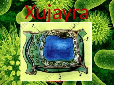 xujayra — PPTX