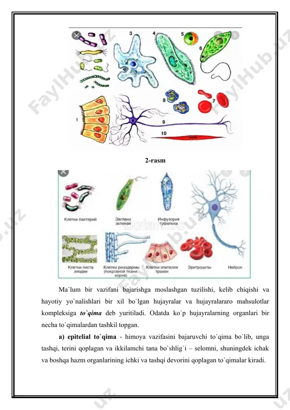 hiqishini, issikqonlikning paydo bo`lishini, yurakning to`rt kamerali bo`lishini, ikkita qon aylanish doirasining hosil bo`lishini va hokazolarni keltirish mumkin. 4-rasm biologik progressning ikkinchi evolyutsion yo`nalishi – idioadaptatsiya ya`ni - organizmlarning ma`lum bir yashash sharoitiga moslanishi (hayot faoliyatining shiddati oshmasdan). bu evolyutsion taraqqiyotda organizmda bir qancha o`zgarishlar ro`y bersada, hayvonning tuzilishi avvalgi darajada turaveradi: odamda oyoqlarning qo`lga, kitsimonlarda oldingi oyoqlarning suzishga moslashgan kurakoyoqqa, ko`rshapalaklarda oldingi oyoqlarning qanotga aylanganligi va hokazolar. bu xil oyoqlar har xil organizmda har xil sharoitda har xil funksiyani bajarsada, ular bir-biriga o`xshash skeletlardan tuzilgan va hammasi ham to`rt oyoqli qadimgi ajdod oyoqlaridan kelib chiqqan. ko`pchilik turkum, oila, avlod va turlar idioadaptatsiya yo`li bilan kelib chiqqan. regressiv tipdagi morfo-fiziologik o`zgarishga degeneratsiya misol bo`ladi. degeneratsiya - evolyutsion taraqqiyot natijasida hayvon va o`simlik organizmlarining ayrim organlari yo`qolib ketishi oqibatida ularning birmuncha oddiy tuzilishga o`tishi. umumiy degeneratsiya organizmlarni aktiv hayotdan passiv hayot yo`liga o`tishi natijasida yoki harakatli holdan harakatsiz holga, erkin yashash …