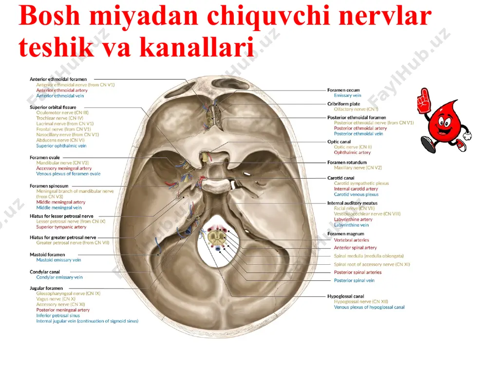 kosasi osti egatda yotadi va ko'z kosasi osti kanali orqali ustki jag'ning oldingi yuzasiga chiqadi. bu yerda nerv quyidagi shoxlami beradi. bular pastki qovoq terisiga yo'naluvchi pastki qovoq shoxlari (rr.palpebrales inferiores), tashqi burun terisiga tarqaluvchi burun shoxlari (rr.nasales externi), yuqori lab shoxlari (rr.iabiales superiores). bundan tashqari ko'z kosasi egatida va kanalida undan yuqorigi oldingi, o'rta va orqa alveolyar shoxlar (rr.alveolares superiores anteriores, medius et posteriores) chiqib, yuqori jag' ichida yuqori jag' chigalini hosil qiladi. yuqori jag' nervi (n. maxillaris) uning yuqori tishlar shoxlari (rr.dentales superiores) yuqori jag' tishlarini innervatsia qilsa, yuqori milk shoxlari (rr. gingivales) milkni innervatsiya qiladi. ko'z kosasining pastki nervining burun ichi shoxlari (rr.nasales interna) burun bo'shlig'i oldingi qismi shilliq pardasini innervatsiya qiladi. 2. yonoq nervi (n. zygomaticus) yuqori jag' nervidan qanot tanglay chuqurchasida boshlanib, ko'z kosasining pastki tirqishi orqali ko'z kosasiga kiradi. bu yerda ko'z yoshi nerviga qo'shiluvchi parasimpatik tolani beradi. keyin nerv yonoq suyagining yonoq-ko'z kosasi …
