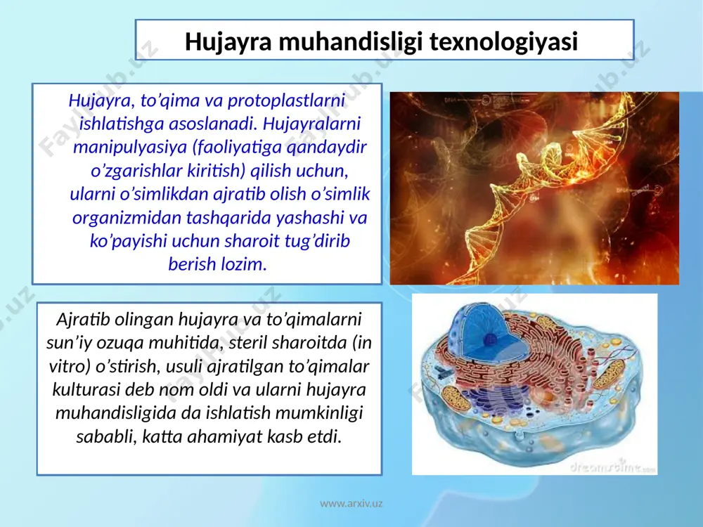 ayniqsa xarorat va namlik o’zgarganda, chunki probirkalarni paxta-bintdan tayyorlangan tiqinchalari namlanadi va undan mikroorganizmlar oson o’tishadi. eksplantni sterilizasiyasi, shuningdek urug’lar ham 5-20 minut davomida sterilizasiya qiluvchi eritmada ushlab turish, keyin esa steril suv bilan yuvib tashlash orqali amalga oshiriladi. sterilizasiya davri eksplantni xarakteriga hamda eritmani sterilizasiya qilish xususiyatiga bog’liq. odatda urug’ 10-20 min, vegetativ qismlar esa 5-10 min. davomida sterilizasiya qilinadi. www.arxiv.uz ajratib olingan hujayralar va to’qimalarni o’stirish uchun mo’ljallangan ozuqa muhitlari, o’simliklarni yaxshi o’sishi uchun kerak bo’lgan barcha makroelementlar (azot, fosfor, kaliy, kalsiy, magniy, oltingugurt va boshqalar) va mikroelementlar (bor, marganes, rux, mis, molibden va boshqalar) hamda vitaminlar, uglevodlar, fitogormonlar yoki ularni sintetik analoglarini saqlashi kerak. o’stirish sharoiti o’simliklardan ajratib olingan hujayralar va to’qimalarni yaxshi o’stirish uchun, o’stirishni ma’lum shartlariga roiya qilish kerak. ko’pchilik kallus to’qimalari yorug’likga ehtiyoji yo’q, chunki ularni xloroplastlari bo’lmasdan, geterotorf oziqlanadir. www.arxiv.uz ba’zi – bir yashil rangdagi kallus to’qimalar bundan mustasno. ba’zi bir holatlarda kallus …