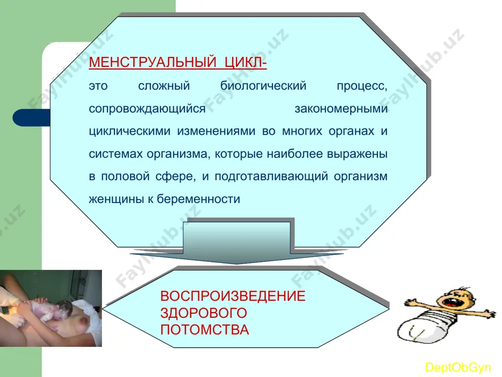 о дня наступившей менструации до первого дня следующей мц менструального кровотечения в репродуктивном периоде – 21-35 дней 60% женщин- 28 дней 2-7 дней в среднем – 3-4 дня (зависит от множества факторов, в том числе от скорости регенерации эндометрия) 50-150 мл deptobgyn * первый уровень регуляции рс первым (высшим) уровнем регуляции репродуктивной системы являются кора головного мозга и экстрагипоталамические церебральные структуры (лимбическая система, гиппокамп, миндалевидное тело). адекватное состояние цнс обеспечивает нормальное функционирование всех нижележащих звеньев репродуктивной системы.различные органические и функциональные изменения в коре и подкорковых структурах могут приводить к нарушениям менструального цикла. второй уровень регуляции рс гипоталамус deptobgyn гипофизотропная зона гипоталамуса представлена группами нейронов, составляющих нейросекреторные ядра: вентромедиальное , дорсомедиаль- ное, аркуатное, супраоптическое, паравентрикулярное. эти клетки имеют свойства как нейронов (воспроизводящие электрические импульсы), так и эндокринных клеток, вырабатывающих специфические нейросекреты с диаметрально противоположными эффектами (либерины и статины jiu- берины, или рилизинг-факторы, стимулируют освобождение соответствующих тропных гормонов в передней доле гипофиза …