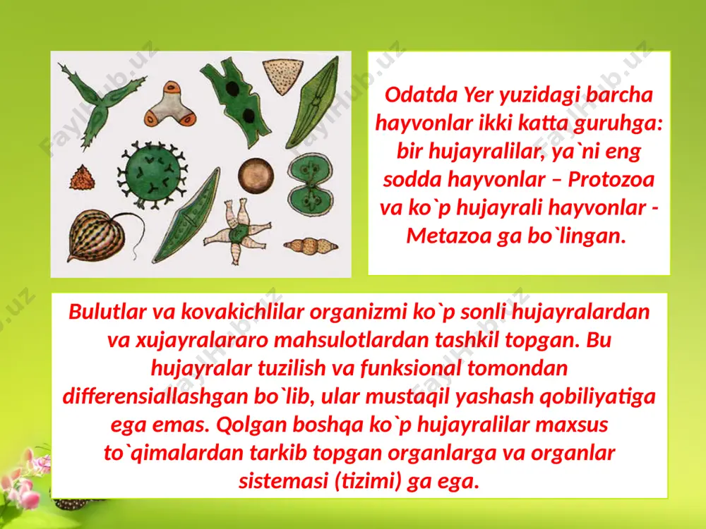 tblanishni kelib chiqishi va xo‘jayralar ixtisoslashuvi; evolyutsiya jarayonida tuzilishni murakkablashuvi va hokоzalar. iering xodja (yugoslav zoologi) metazoalar eng yuqori darajada tuzilgan sodda hayvonlarning ko’p yadroli infuzoriyalardan kelib chiqqan deb hisoblanadi. masalan: tufelka (protaplazma ekto va entodan iborat, ikki xil yadro bor, teri qoplama murakkab (mionema, trixosist)), qisqaruv «teshigi» bor, konyugasiya yo’li orqali ko’p ho’jayralilar kelib chiqqan. kо‘p hо‘jayralilar yuqoridagi gastreya va fagosetella metaoaning erkin holda yashovchi lichinkalari bo’lib, ular faqat turning geografik tarqalishini ta’minlaydi deb hisoblaydi. metazoa zaxvatkinning fikricha o’troq holdagi koloniyali organizmlar xuddi hozirgi zamon bulutlari va gidroid poliplariga uxshash. har bir ko`p hujayrali organizm bir necha organlar va organlar sistemasidan tashkil topgan. tananing ma`lum bir vazifani bajaruvchi qismi organ deb yuritiladi. har bir organ o`z navbatida bir necha xil to`qimalardan tarkib topgan. aniq bir yunalishdagi vazifani bajarishga moslashgan organlar yig`masi organlar sistemasini tashkil etadi: ovqat hazm kilish organlari sistemasi (og`iz bo`shlig`i, tomoq, qizilo`ngach, oshqozon, ichaklar), nafas olish organlari …