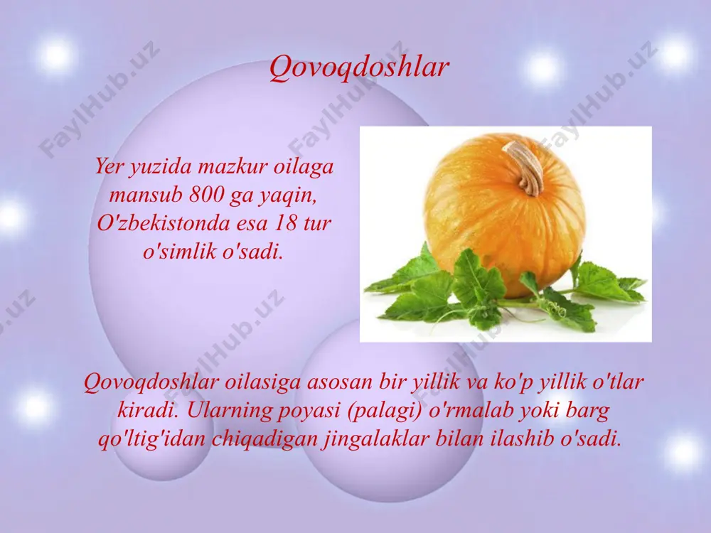 oshqovoq gullari sariq. changchili gullari nisbatan yirik bo'lib, urug'chili gullardan oldinroq ochiladi, changchilari 5 ta, lekin ularning iplari bir-biri bilan qo'shilib bitta o'q hosil qiladi, changdonlari esa o'qni atrofidan o'rab turadi. urug'chi gullari nisbatan kichikroq. ularda 3 ta tumshuqcha­li bitta urug'chi bordek ko'rinadi. aslida esa bu guldagi 3 ta urug'chi tugunchalarining va ustunchalarining qo'shilishidan hosil bo'lgan urug'chidir. bunga qo'shilmay qolgan 3 ta tumshuqcha dalildir. o'zbekistonda qovoq turkumiga oid 3 ta tur o'simlik ekiladi. respublikamizda keng miqyosda ekiladigan shirin-shakar handalak, qovun-tarvuzlar hamda bodring, turli-tuman shakldagi idish-qovoqlar, qozonyuyg'ichlar ham qovoqdoshlar oilasiga kiradi. qovoqdoshlar 1. burigin v. a., jongurazov f. x. botanika. toshkent, “o‘qituvchi”, 1977. 2. kursanov a. va boshqalar. botanika. toshkent o‘rta va oliy maktab davlat nashriyoti. 1963. 3. mustafayev s. m. botanika. toshkent, “o‘zbekiston”, 2002. 4. sahobiddinov s. s. o‘simliklar sistematikasi. toshkent, “o‘qituvchi”, 1976. foydalaniladigan adabiyotlar: image10.png image11.jpeg image12.png image13.jpeg image14.jpeg image15.png image16.png image17.png image18.jpeg image19.jpeg image20.jpeg image21.jpeg image22.jpeg image1.jpeg image2.jpeg …