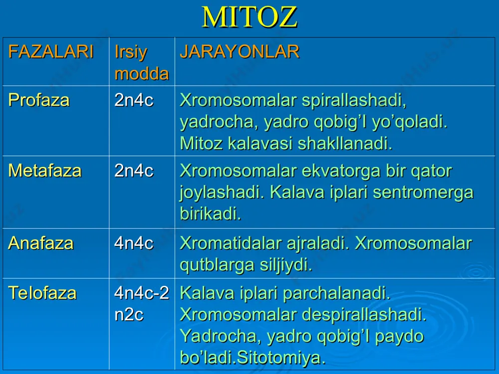 hujayraning hayot sikli. hujayralar bo’linishi. mitoz. meyoz. - Page 5