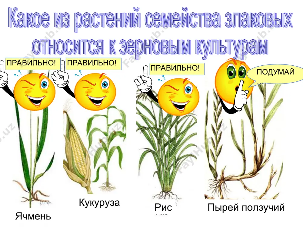 интерактивные тесты по теме "семейства растений" - Page 5