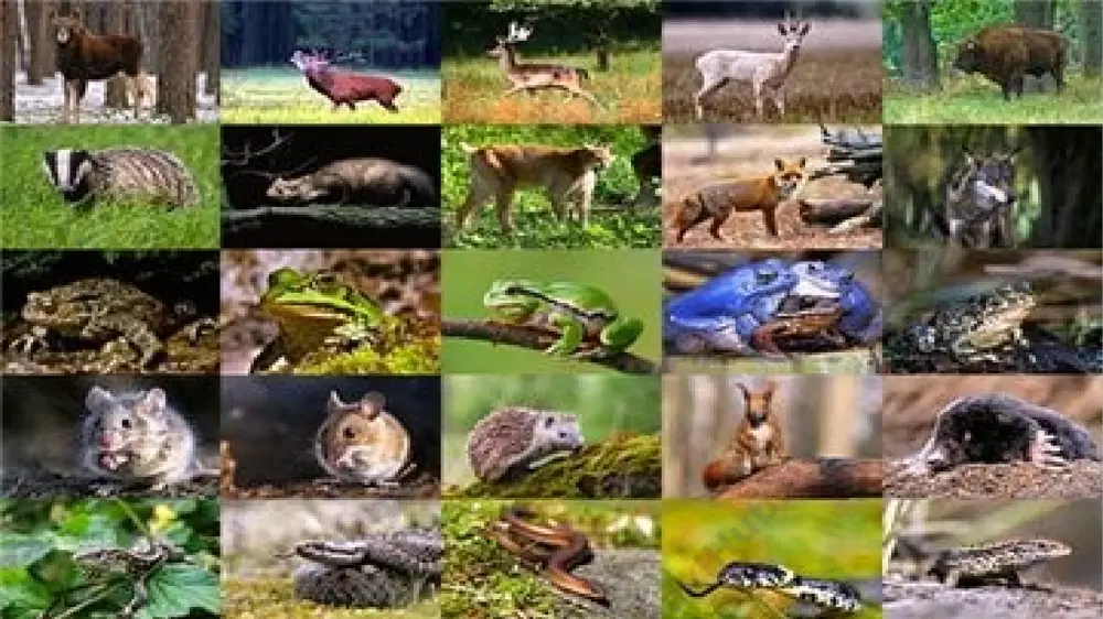 4.jpeg image15.jpg image2.png image3.png image4.png image5.png