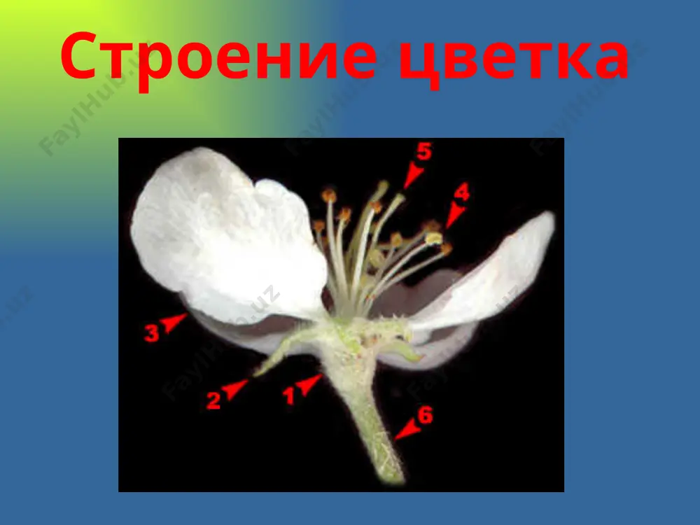 reproduktiv organlar rasteniy - Page 4