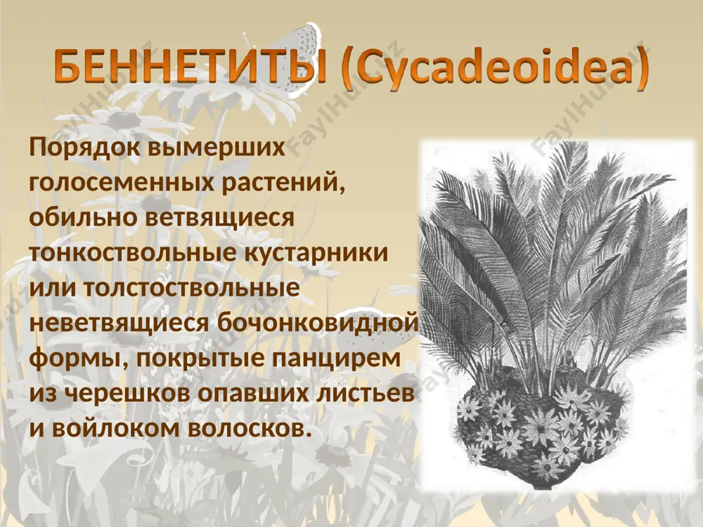 считали остатками древних хвойных или кордаитов. сборная группа примитивных наземных растений, появившихся в конце силурийского периода и достигших значительного морфологического разнообразия в течение раннего — среднего девона. включает три основные группы — риниофитов, зостерофиллов и тримерофитов. название, означающее «голые растения», произведено от рода псилофитон (psilophyton), описанного еще в середине 19 века досоном из нижнедевонских отложений канады. вымершая группа палеозойских и раннемезозойских голосеменных растений, включающая лагеностомовых, тригонокарповых, каллистофитовых и др. порядки. деревья, кустарники, лианы с крупными сложными листьями перистого строения, часто с вильчатым стержнем. открытие семенных папоротников стало сенсацией в морфологии растений. остатки их стеблей и стерильных листьев долгое время относили к папоротникам, не связывая их с сохранившимися в тех же отложениях семенами.