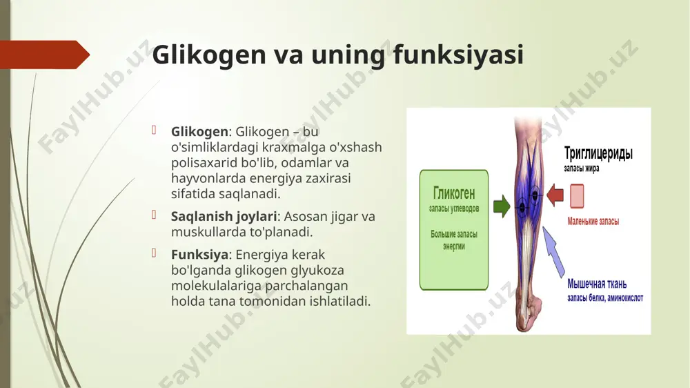 gen metabolizmi nuqsoni sababli mushak zaifligi va o'sishning kechikishi kuzatiladi. girke kasalligi - bunda glyukozo-6-fosfataza yetishmasligi kuzatilib, glyukoza-6-fosfatning parchalanib, erkin glyukozaning hosil bo’lishi susayadi. nahorda qondagi qand miqdori aniqlanganda, uning miqdorini kamayishi kuzatiladi. kori kasalligi - bunda jigarda glikogenning miqdori oshib uning molekulasida qisqa zanjiri 1,4-glikozidbog‘i bilan glikogen ko‘payadi. 1,6-glikozid bog'larini sintezlovchi ferment esa yetishmaydi. jigarning vazni ortadi, o ‘limga olib keladi. xers kasalligi - bu xastalikda jigarda fosforilaza fermeatining yetishmasligi hisobiga jigardagi normal tuzilishga ega bo‘lgan glikogen sarfianmaydi, ya’ni galaktoza-1 -fosfat efirining hosil bo'lishi susayadi tashxis usullari biopsiya: jigar yoki mushak biopsiyasi orqali glikogen to'planishini ko'rish. enzim faolligi: spesifik enzimlarning faoliyatini o'lchash. genetik testlar: mutatsiyalarni aniqlash. qon va siydik testlari: qondagi glikogen metabolitlarini tekshirish. davolash parhez: gipoglikemiyani oldini olish uchun tez-tez ovqatlanish va kraxmalga boy mahsulotlarni iste'mol qilish. pompe kasalligi uchun enzim o'rnini bosuvchi terapiya (ert). simptomatik davolash: mushak va jigar zararlanishini boshqarish uchun dori-darmonlar. jarrohlik: og'ir holatlarda organ …
