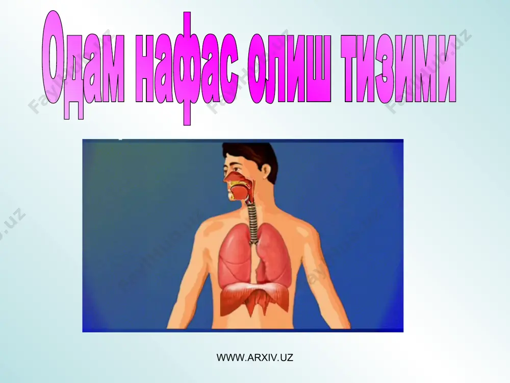 дрид гази томирларидан чиқиб альвеолаларга ўтади. www.arxiv.uz www.arxiv.uz * диафрагма нафас олишда муҳим омил ҳисобланади. нафас олиш ёки чиқариш жараёни диафрагманинг гумбазсимон кўтарилиш ва тушиши ёрдамида амалга оширилади. нафас олиш жараёни нафас чиқариш жараёни =>диафрагманинг қисқарувчи => диафрагманинг бўшашувчи мушаклари. мушаклари. =>диафрагма қисқаради. =>диафрагма бўшашади. =>ҳаво ўпкага тушади. => ҳаво ўпкадан чиқади. www.arxiv.uz www.arxiv.uz * топшириқ: нафас олиш давомида диафрагманинг ҳаракатланиши бутилканинг пастки қисмини кесинг ва шу еридан катта ҳаво шарини мустаҳкамланг. пробкани олинг (у тешикни ёпишига амин бўлинг) ва ундан (юқоридан пастга) тешик очинг. пробкага ингичка найча ўрнатинг ва найчанинг пастки қисмида ҳаво шарини ўрнатинг. у герметиклигига амин бўлинг. www.arxiv.uz www.arxiv.uz * қизиқарли маълумотлар организм бир дақиқада тахминан 10 литр ҳаво нафас олади ва чиқаради. ўпканинг ўнг томони чап томонидан бир оз каттароқ. энг узун «аксириш тезлиги» 165 км / соат. ўпканинг майдони тахминан теннис кортининг катталигига тенг. ўпкадаги капиллярлар бир учидан бошқа учигача 1600 километрни ташкил қилади. биз …