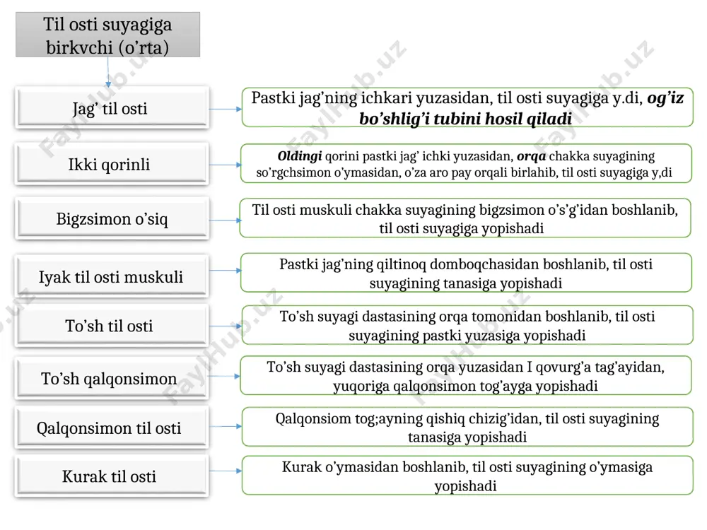 bosh va bo’yin muskullari - Page 5