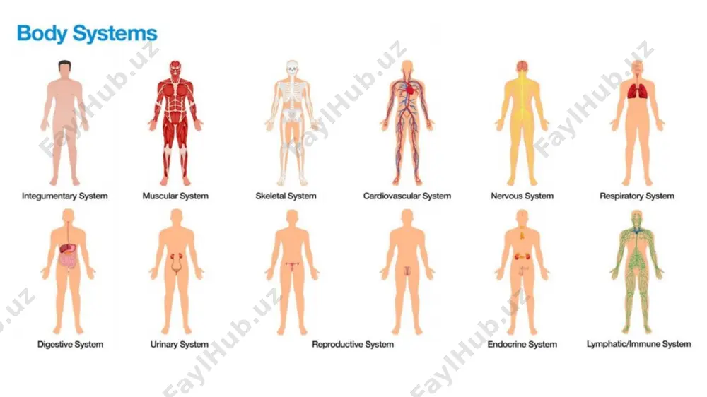 oid osmotik bosim qon tomir plazmasidagi (qon/suyuqlik) oqsillar, xususan, albumin tomonidan induktsiya qilingan osmotik bosimning bir shakli bo'lib, suyuqlikning kapillyarga qaytarilishiga olib keladi. *onkotik bosim o‘rtacha simob ustunining 30 millimetriga teng yoki qonning umumiy osmotik bosimini 1/200 qismini tashkil qiladi. gidrostatik bosim malum bir soxadagi faqatgina suyuqlik (suv) hisobiga xosil bo`ladi. suyuqlik taqsimlanish jarayoni 1. kapillyarning arterial oxirida (tomir ichida) gidrostatik bosimning katta bo`lganligi uchun plazma tarkibidagi suyuqlik hujayralararo bo`shliqqa o`tadi 2. kapillyarning venoz oxirida (tomir ichida) onkotik va osmotik bosim yuqoriligi tufayli suyuqlik plazmaga qaytadi 3. interstitsial to`qimadagi gidrostatik bosim suyuqlikni limfa kapillyariga kirishini ta'minlaydi 4. interstitsial suyuqlik transsellyulyar va intrasellulyar suyuqlik bilan muvozanatda shish turlari yurak yetishmovchiligidagi shish buyrak kasalligidagi shish gipotireoidizmdagi shish yurak shishi buyrak shishi gipotireoidizmda shish joylashuvi tananing pastki qismida asosan oyoqlarda tananing yuqori qismida asosan yuz, qovoq sohalari keyinchalik oyoqda butun tanada rivojlanishi tez sekin sekin xususiyati yumshoq, bosganda iz qoladi nisbatan qattiq, bosganda …