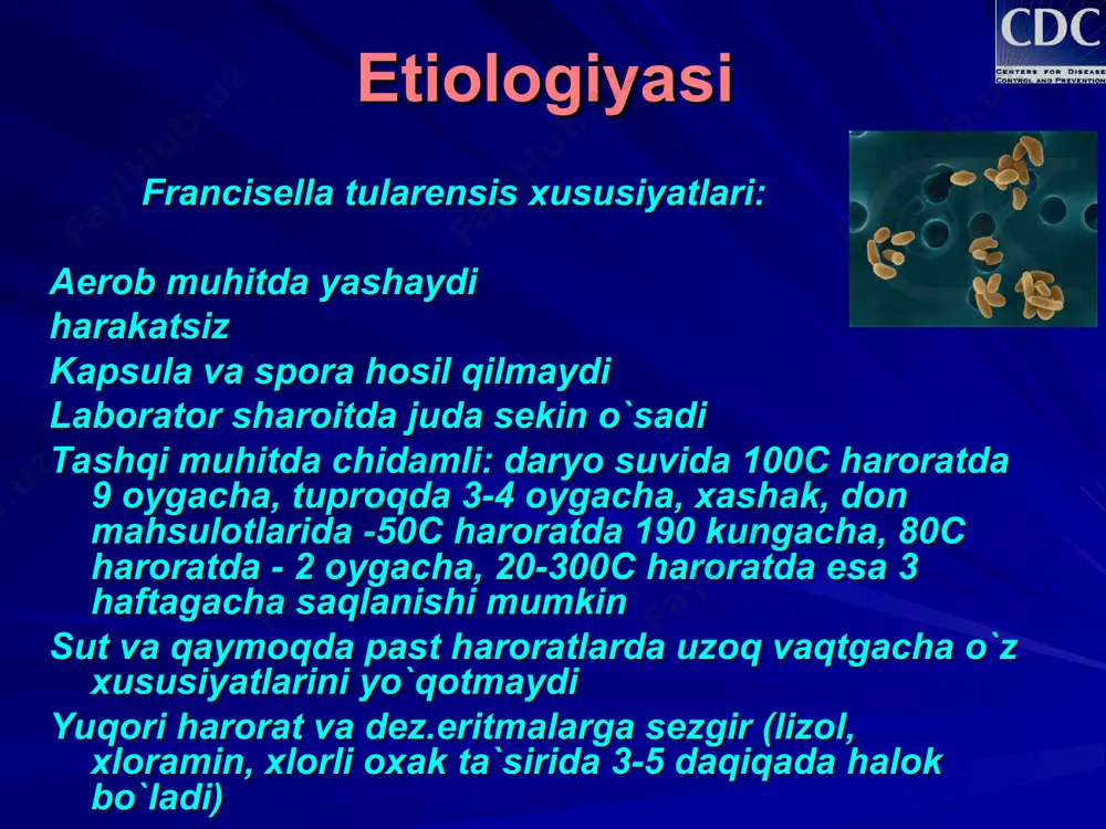 nishi isitma, holsizlik bo`g’imlar, mushaklar va bosh og’rishi tomok og’rishi bodomcha bezlari va halqumning o`tkir yarali-nekrotik yallig’lanishi bo’yin limfa tugunlarining kattalashishi ayrim hollarda stomatit * i yazvenno-bubonnaya i bubonnaya formi tulyaremii razvivayutsya vsled za zarajeniem cherez koju – ili transmissivnim (ukus chlenistonogix) ili kontaktno-ranevim putyami (kontakt, razdelka s bolnimi jivotnimi ili snyatie shkuri). inkubatsionniy period – ot 3 do 5 dney, no mojet varirovat ot 1 do 21 dney. yazvenno-bubonnaya forma tulyaremii xarakterizuetsya poyavleniem na koje pervichnogo kojnogo affekta, proxodyashego vse stadii metamorfoza – pyatno, papula, vezikula, pustula, nakonets - yazva v meste «vxodnix vorot» infektsii i regionalnogo limfadenita. bubonnaya i yazvenno-bubonnaya formi poxoji, za isklyucheniem togo, chto pervichniy kojniy affekt otsutstvuet pri bubonnoy forme. rannie proyavleniya pri oboix formax xarakterizuyutsya ostrim nachalom s lixoradki, vospaleniem regionalnogo limfouzla, slabostyu, oznobami, artralgiyami, golovnoy bolyu, mialgiyami. oslojneniya mogut vklyuchat vtorichnaya pnevmoniya, porajenie drugix organov, nagnoenie vospalennix limfouzlov, sepsis, i vozmojen letalniy isxod, …