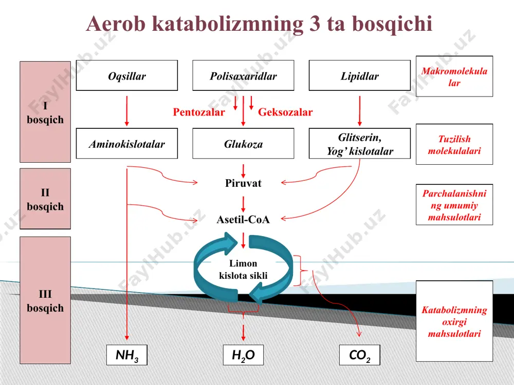 imyoviy energiyani metabolik energiyaga aylantirishdir: bu energiya atf shaklida zahira xolda to’planadi. krebs siklida 1 mol atsetil-koa oksidlanishidan etz bog’liq xolda 11 molekula atf va 1 mol gtf hosil bo’ladi ja’mi 12 molekula atf energiyasiga teng energiya to’planadi. 1 molekula gtf esa suksinil-koa ning suksinatga utishida ya’ni substratli fosforlanish natijasida hosil bo’ladi. uch karbon kislotalar sikli boshqarilishining allosterik mexanizmlari trikarbon kislotalar siklining funksianal tezligi hujayraning atf ga bo’lgan extiyojiga moslashgandir: 1) pirouzum kislotasining atsetil-koa aylanishi atf, atsetil-koa va nadh ta’sirida sekinlashtiriladi. 2) bosqarishning birinchi reaksiyasida oksaloatsetat bilan atsetil-koadan sitratning sintezlanishidir. sitrat-sintaza fermentining allosterik ingibitori atf dir. atf miqdorining ko’payishi sitrat hosil bo’lishini kamaytiradi. 3) ikkinchi bosqaruvchi reaksiya fermenti adf ta’sirida allosterik yo’l bilan stimulyasiya qilinib, uning substratlarga nisbatan moyilligi kuchayishidir. izotsitrat, nad, mg2+, va adf lar boglanishida o’zaro kooperativlik mavjuddir. bundan tashqari nadf izotsitrat degidrogenaza fermentidan nad+ ni siqib chiqarish yo’li bilan ta’sirini susaytiradi. 4) trikarbon kislotalarning uchinchi bosqarish reaksiyasi …