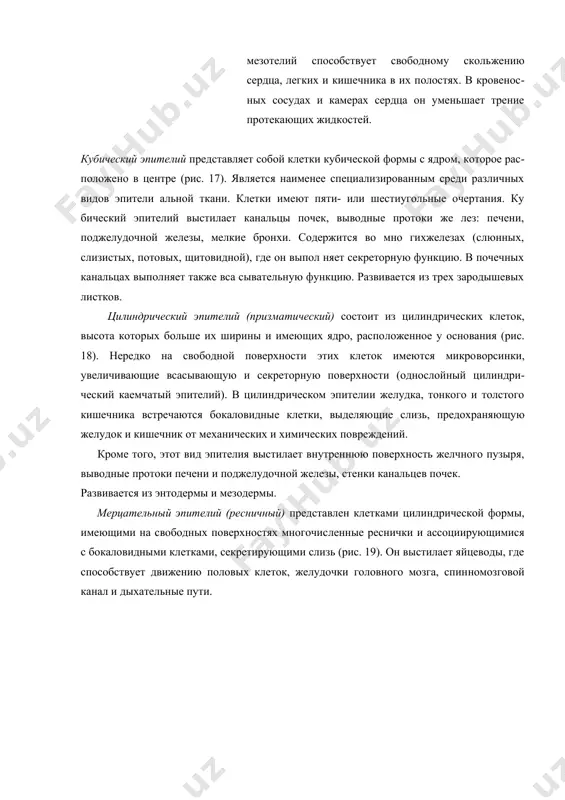 что поверхность напоминает мозаику. между клетками имеются протоплазматические связи, благодаря ко​торым эти клетки плотно соединяются друг с другом. мезотелий выстилает поверхность околосердечной сумки, поверх​ности листков плевры, брюшины, выполняя разграничительную и секреторную функции. образуя гладкую поверхность, мезотелий способствует свободному сколь​жению сердца, легких и кишеч​ника в их полостях. в кровенос​ных сосудах и камерах сердца он уменьшает трение протекающих жидкостей. кубический эпителий пред​ставляет собой клетки кубичес​кой формы с ядром, которое рас​положено в центре (рис. 17). является наименее специализированным среди различных видов эпители альной ткани. клетки имеют пяти- или шестиугольные очертания. ку бический эпителий выстилает канальцы почек, выводные протоки же лез: печени, поджелудочной железы, мелкие бронхи. содержится во мно гихжелезах (слюнных, слизистых, потовых, щитовидной), где он выпол няет секреторную функцию. в почечных канальцах выполняет также вса сывательную функцию. развивается из трех зародышевых листков. цилиндрический эпителий (призматический) состоит из цилиндрических клеток, высота кото​рых больше их ширины и имеющих ядро, распо​ложенное у основания (рис. 18). нередко …