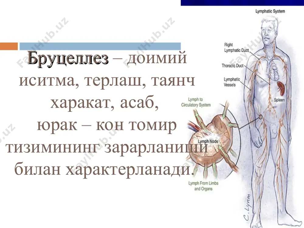 га чиқариб туради. шунинг учун ҳайвон териси, тагига тўшалган нарсалар, овқати, сув, тупроқлар хасталик тарқалишида асосий омиллар бўлиб ҳисобланади. бундан ташқари бруцеллалар қўзилатиш даврида, қочиштиришда жинсий аъзолар томонидан кўплаб чиқарилади. бруцеллаларни сут ва гўшт маҳсулотларида узоқ муддат сақланиб қолиши касаллик тарқалишида муҳим аҳамиятга эга. эпидемиология сутда 20-60 кун, ёғда 45 кунгача, янги пишлоқда 42 кунгача, сут-қатиқ маҳсулотларида 30 кунгача, бринзада 72 кунгача, томорқа тупроғида 100 кунгача, ҳайвонлар жунида 3-4 ойгача, сувда ва гўнгда 4 ойгача, одам сийдигида 2 ҳафтагача яшай олади. бруцеллалар одам организмига шикастланган ва шикастланмаган тери орқали, ошқозон-ичак, кўз-қовоқ шиллиқ пардалари, жинсий аъзолар орқали ўтади. эпидемиология мавсумийлиги. бруцеллёз касаллиги йилнинг баҳор ойларида кўпроқ учрайди, бу албатта қўзилатиш ва қўйлар жунини олиш билан боғлиқдир. касаллик ер куррасининг ҳамма мамлакатларида учрайди. бруцеллёз кўрсатгичи бўйича биринчи ўринда европа, кейин америка, осиё ва африка давлатлари туради. нотугри ташхси куйилиши ва нотугри даволаш бруцеллёзнинг сурункали шаклига утишига , асоратлари ривожланишига, беморнинг ногиронлигига олиб …