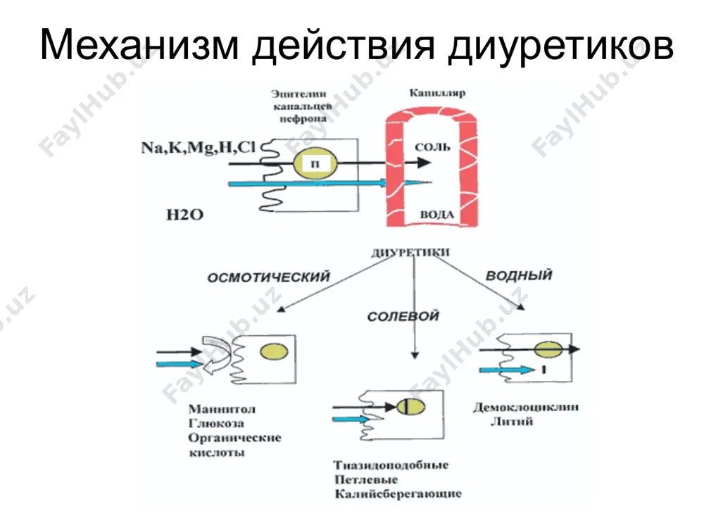 создает высокое осмотическое давление в моче, а реабсорбции в канальцах не подвергается. маннитол не подвергается биотрансформации и выводится неизмененным, а потому постоянно притягивает воду и первично выводит ее за собой. применение осмотических диуретков не сопровождается гипокалиемией и изменением кислотно-основного состояния. по способности выводить воду из организма, маннитол - почти самый сильный препарат. фармакодинамика диуретиков для лечения аг препарат биодоступность (%) т 1/2, (часы) основной путь элиминации начальная доза в сутки (мг) длительность действия (часы) терапевтические дозы (мг/сутки) кратность приема в сутки тиазидные и тиазидоподобные диуретики гидрохлортиазид 60 - 80 10 - 12 почки 25 12 - 18 25-200 1 индапамид 90 - 100 15 - 25 почки + печень(30%) 1,25 12 - 24 1,25 - 2,5 1-2 хлорталидон 60 - 65 24 - 50 почки + печень 25 24 - 72 25-100 1 метолазон 50 - 60 8 - 14 почки + печень 2,5 12-36 10 1 петлевые диуретики фуросемид …