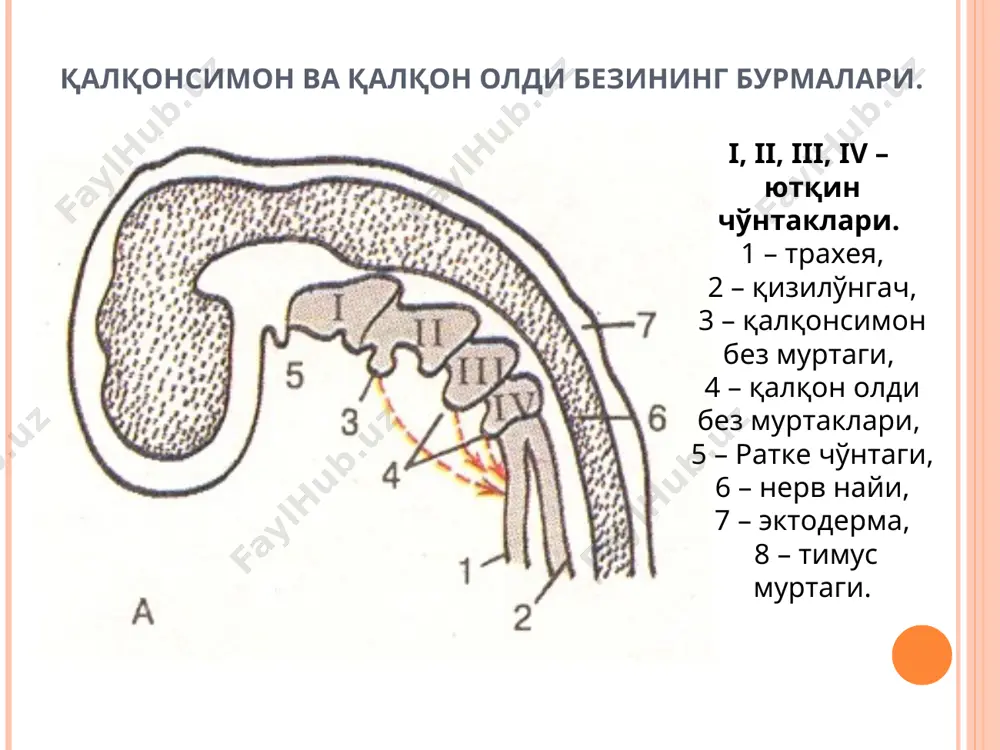 periferik endokrin tizim - Page 4