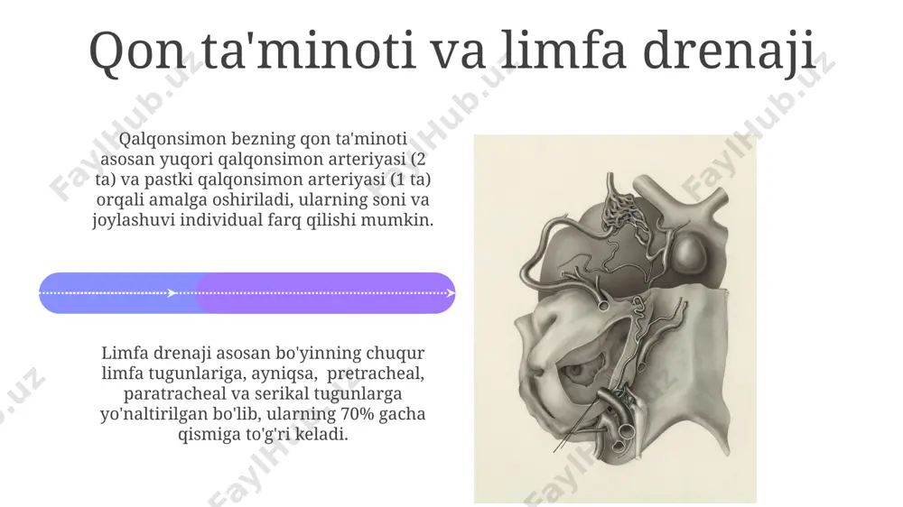 bezning gistologiyasi qalqonsimon bez stromasi yupqa biriktiruvchi to'qimadan iborat bo'lib, ko'p miqdorda qon tomirlarini, limfa kapillyarlarini va nerv tolalarini o'z ichiga oladi. qalqonsimon bezning follikul epiteliysi kubsimon yoki prizmatik shaklda bo'lib, 10-30 mikrometr diametrli follikulalarni hosil qiladi, ularning ichida tireoglobulin o'z ichiga olgan kolloid mavjud. qalqonsimon bezning anatomiyasi bezning to'qimasida follikullar joylashgan bo'lib, ular kolloid modda bilan to'ldirilgan va tiroid gormonlarini sintezlaydi, har bir follikul diametri 0.2-0.5 mm ga teng. qalqonsimon bezning qon bilan ta'minlanishi juda yuqori bo'lib, tana vaznining 1% ni tashkil etadigan bez, qon oqimining taxminan 5% ni oladi. qalqonsimon bezning tugunlari qalqonsimon bez tugunlari 5-10 mm dan katta boʻlishi mumkin va ultratovush tekshiruvi orqali aniqlanadi, ularning 95% dan ortig'i benign xarakterga ega. tugunlarning kattaligi, soni va joylashuvi qalqonsimon bezning funktsional holatiga ta'sir koʻrsatishi mumkin, shu sababli diagnostik tekshiruvlar muhim ahamiyatga ega. e'tiboringiz uchun rahmat @taqdimot_robot image4.jpg image5.jpg image6.jpg image7.jpg image8.jpg image9.jpg image10.jpg image11.jpg image12.jpg image13.jpg image14.jpg image15.jpg …