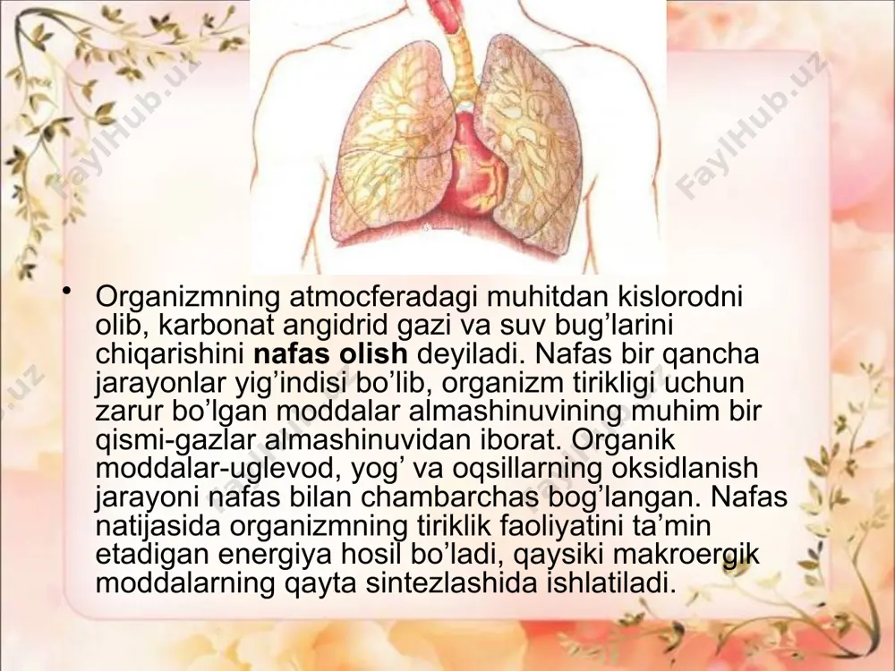 nafas olish fiziologiyasi - Page 3