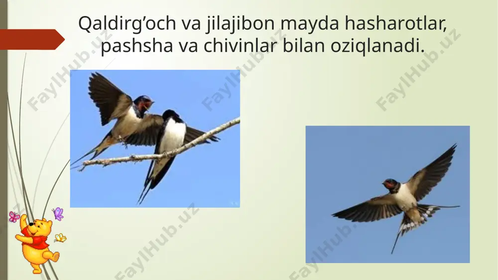 bahorda o’lkamizga uchib keladigan qushlar - Page 4