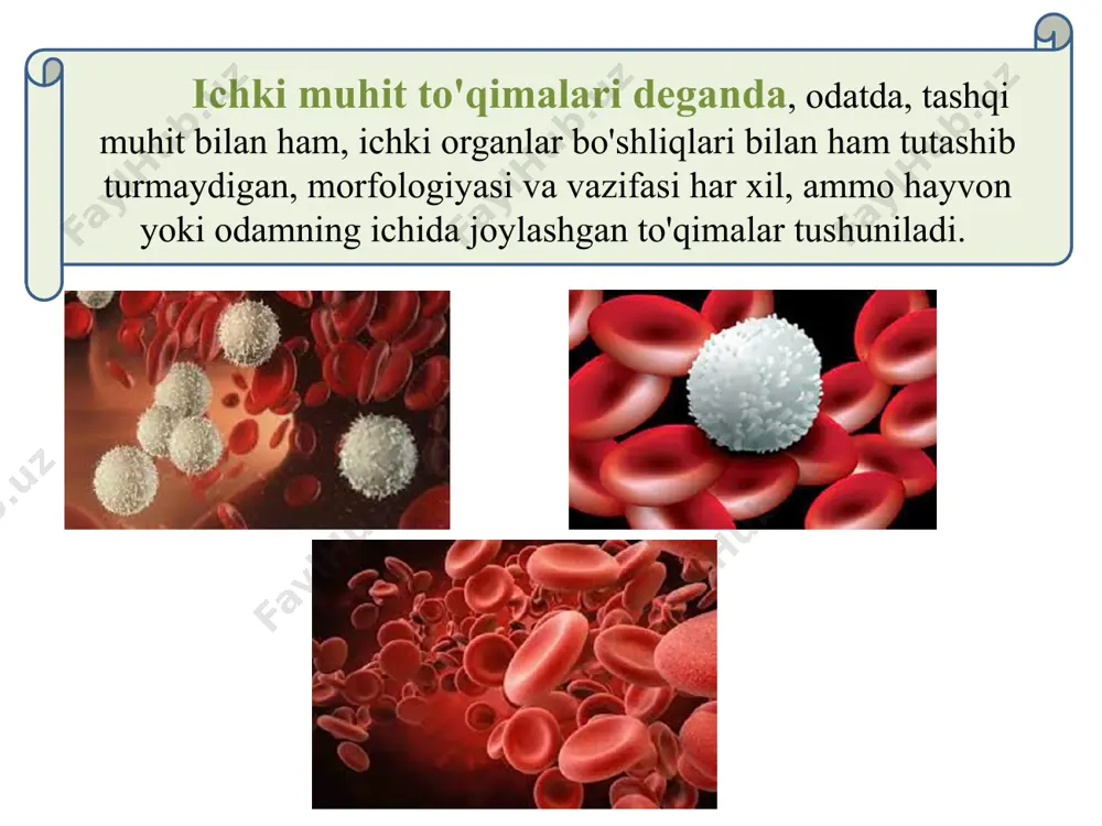 ichki muhit to’qimalari. qon va shaklli elementlar tuzilishi, xususiyatlari. - Page 3