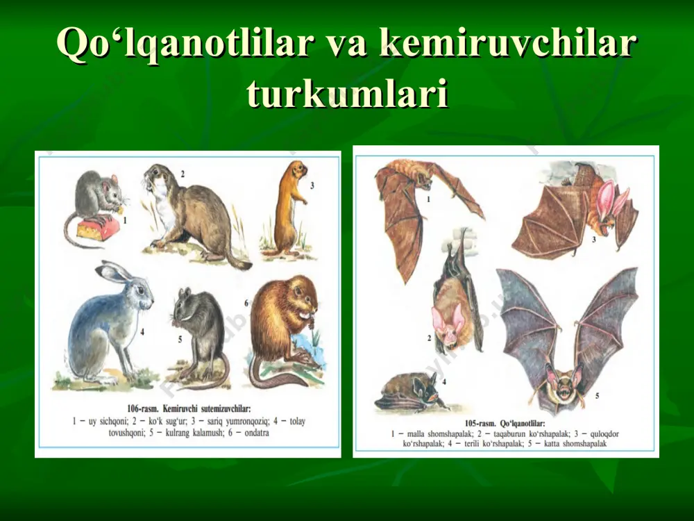 11. ko’pchilik mushuksimonlar ..... a) hidni yaxshi sezadi, yaxshi eshitadi b) hidni yaxshi sezmaydi, yaxshi eshitadi c) kuzda oilasi tarqalib ketadi d) o’ljasini taqib qilib tutadi 12. karkidon, zebra, qulonlar qaysi turkumga mansub? a) juft tuyoqlilar b) toq tuyoqlilar c) kemiruvchilar d) xartumlilar 13. ondatraning vatani qayer? a) shimoliy amerka b) yevro’pa c) afrika d) osiyo 14. xordalilar tipi necha sinfga bo’linadi? a) 4 ta b) 5 ta c) 3 ta d) 7 ta 15.quyidagi hayvonlarning qaysi birida o’mrov suyagi rivojlanmagan? a) it b) baqa c) laylak d) gatteriya 16. sut emizuvchilarning ayrim vakillari ichagida simbioz yashovchi organizmlarni aniqlang a) infuzoriyalar b) kokklar c) gijja d) spirilla 17. juft tuyoqli sut emizuvchi hayvonlar guruhini aniqlang. 1.jirafa 2.sibir echkisi 3.qulon 4.hind karkidoni 5.zubr 6.bug’u 7.tog’ zebrasi a) 2,1,5 b) 3,6,7 c) 4,1,2 d) 7,5,6 18. g’izolning qaysi turkum, sinf va tipga kirishini aniqlang a) kavsh qaytaruvchilar, sutemizuvchilar, xordalilar b) juft tuyoqlilar, …