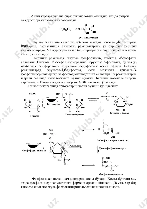 иш турларидан яна бири-сут кислотали ачишдир, бунда охирги маҳсулот сут кислотаси ҳисобланади. бу жараѐнни яна гликолиз деб ҳам аталади (юнонча glicos-ширин, lysis-эриш, парчаланиш). гликолиз реакцияларини ўн бир хил фермент амалга оширади. мазкур ферментлар бир-бирлари ѐки спустратлар таъсирида фаол ҳолга келади. биринчи реакцияда глюкоза фосфорланиб, глюкоза -6-фосфатга айланади. глюкоза -6-фосфат изомерланиб, фруктоза-6-фосфатга, бу эса ўз навбатида фосфорланиб, фруктозо-1-6-дифосфат ҳосил бўлади кейинги реакцияларда фруктоза-1,6-дифосфат, икки молекула триозага-3- фосфоглицеринальдегид ва фосфодиоксиацетонга айланади. бу реакцияларни шартли равишда икки босқичга бўлиш мумкин. биринчи поғонада энергия сарфланади. иккинчисида эса энергия атф шаклида тўпланади. гликолиз жараѐнида триозаларни ҳосил бўлиши қуйидагича: фосфодиоксиацетон кам миқдорда ҳосил бўлади. ҳосил бўлгани ҳам тезда фосфоглицеринальдегидига фермент орқали айланади. демак, ҳар бир глюкоза икки молекула фосфоглицеринальдегидини ҳосил қилади. c6h12o6 2ch3c h oh c o oh сут кислотаси c c o h oh h oh oh h h oh ch2oh h c c o h oh h oh oh h h oh ch2 h …
