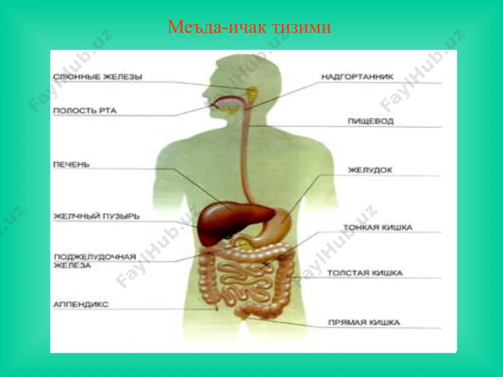 к мегаколони ёки гигантизми, унинг эвакуатор фаолиятининг бузилиши билан кечувчи туғма касаллик бўлиб, қабзият ва қориннинг кескин дам бўлиши билан намоён бўлади. туғиладиган ҳар 5000 та чақалоқдан биттасида учраши мумкин. асосан ёш болаларда ва ўсмирларда учраб, катталарда эса жуда кам ҳолларда кузатилади. этиологияси касаллик вегетатив нерв системаси ривожланишининг бузилиши, йўғон ичак мушаклараро (ауэрбах) ва шиллиқ ости (мейснер) нерв чигаллари ганглионар хужайраларининг ўсиб етилмаганлиги (гипоганглиоз) ёки мутлақо бўлмаслиги (аганглиоз) оқибатида келиб чиқади. аганглионар зона катталарда, асосан, тўғри ичакда, болаларда эса сигмасимон ичак ёки йўғон ичакнинг бошқа қисмларида учраб, ичакнинг бу қисми доимо спастик қисқарган ҳолатда, перистальтикасиз бўлади ва ичак маҳсулотининг ушбу соҳадан қийинчилик билан ўтиши оқибатида ичакнинг нормал иннервацияли юқори турувчи соҳалари кенгайиб, гипертрофияга учрайди. ичакнинг кенгайиб кетган қисми гистологик текширувида мушак толаларининг гипертрофияси ва склерози аниқланади. диагностикаси беморнинг шикоятлари анамнези ректал текширув ректороманоскопия иригография диагностика ректал текширув клиник кечиши асосий белгилари: қориннинг дам бўлиши бир неча кундан бир неча ойгача …